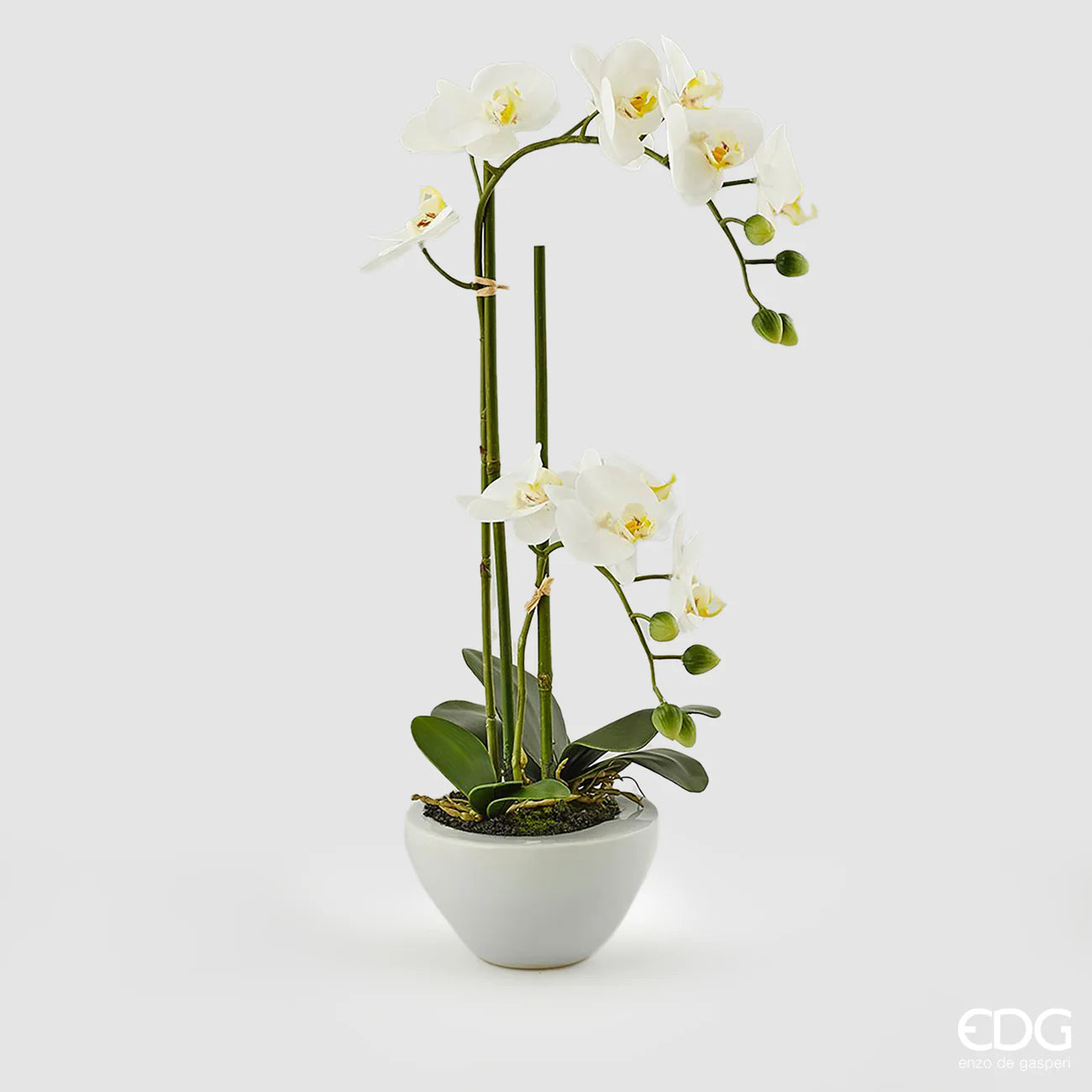 Edg Enzo de Gasperi Orchidea Phalaenopsis Real con Vaso H50 cm Bianca