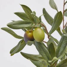 EDG Enzo De Gasperi Mazzetto di Olivo con frutti 6 ciuffi H41 cm