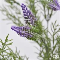 EDG  LAVAND Ramo Lavanda Olis H 70 cm X18