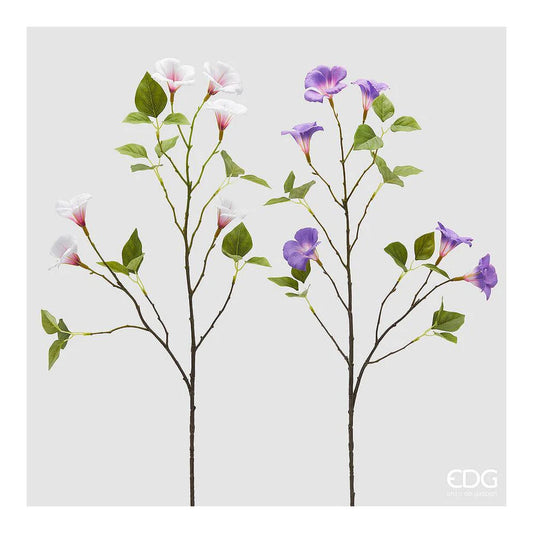 EDG - Ipomea Ramo H.85 [Viola]