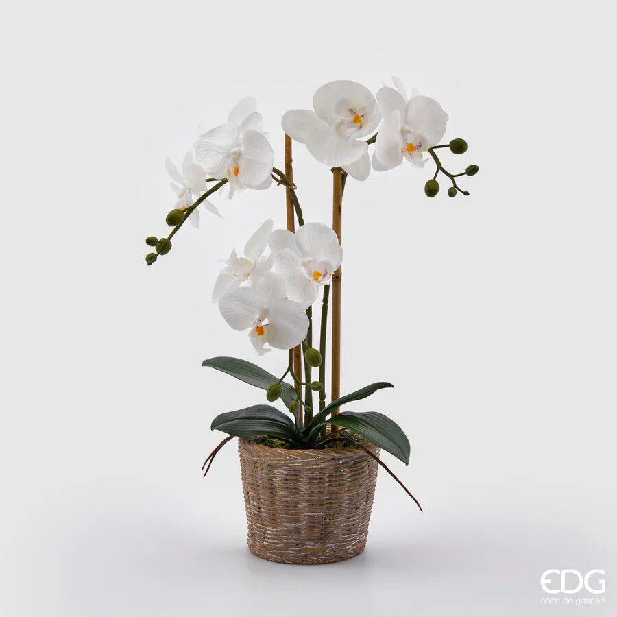 EDG Enzo De Gasperi Orchidea Phalaenopsis Pianta x3 Artificiale con Cesto H 48 Cm White