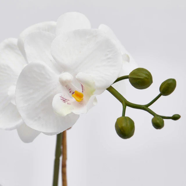 EDG Enzo De Gasperi Orchidea Phalaenopsis Pianta x2 Artificiale con Cesto H 40 Cm White