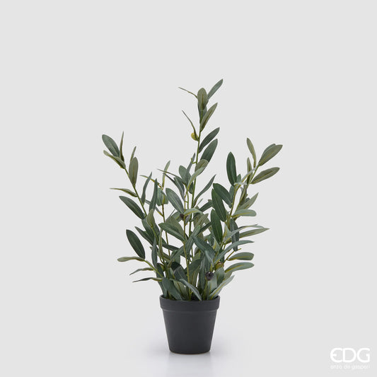 EDG Enzo De Gasperi Pianta Olivo con Vaso H45 cm