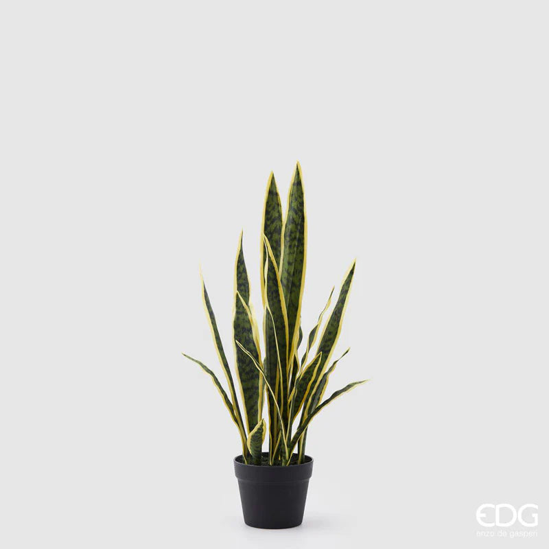 EDG Enzo De Gasperi Pianta Sanseveria con Vaso H70 cm