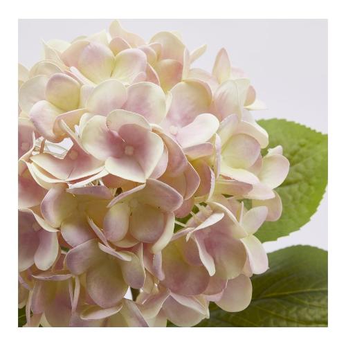 EDG – ORTENSIA NOBILE NEW RAMO CON FOGLIE H.60 CREMA/ROSA ASSORTITI