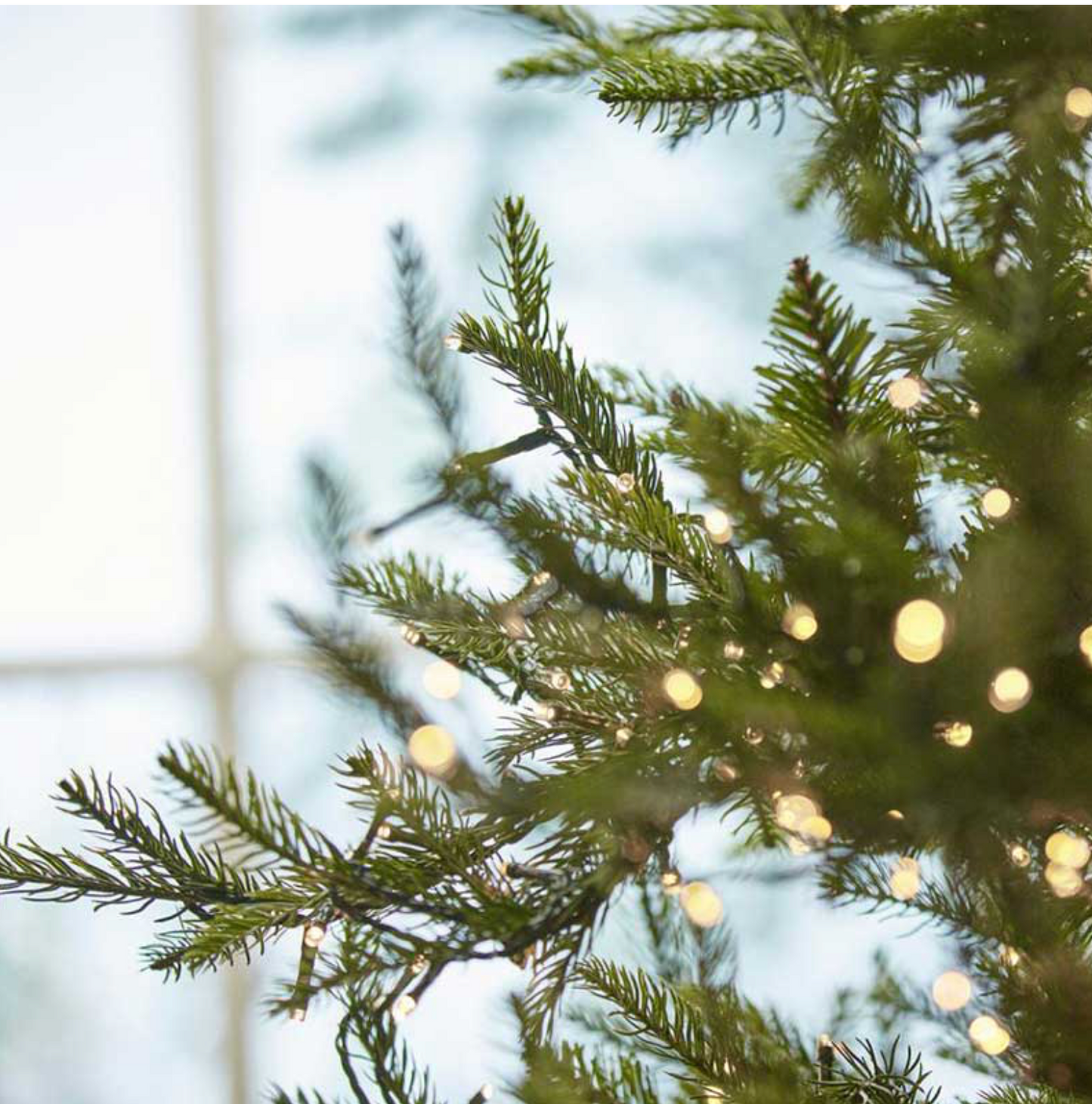PRE-ORDINE EDG Enzo de Gasperi Albero di Natale Pino Luxury New 180 cm con 2000 mini led D100