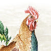 Tessitura Toscana Teleria ROOSTER CANOVACCIO DA CUCINA DI LINO