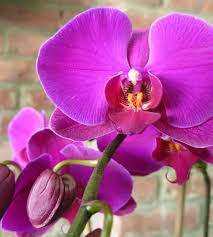 Edg Enzo de Gasperi Orchidea Phalaenopsis Real con Vaso H50 cm Fucsia
