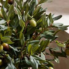 EDG Enzo De Gasperi Mazzetto di Olivo con frutti 6 ciuffi H41 cm