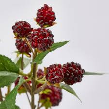 EDG Enzo De Gasperi Ramo Artificiale Di More Borgogna 15 Fiori H40 cm