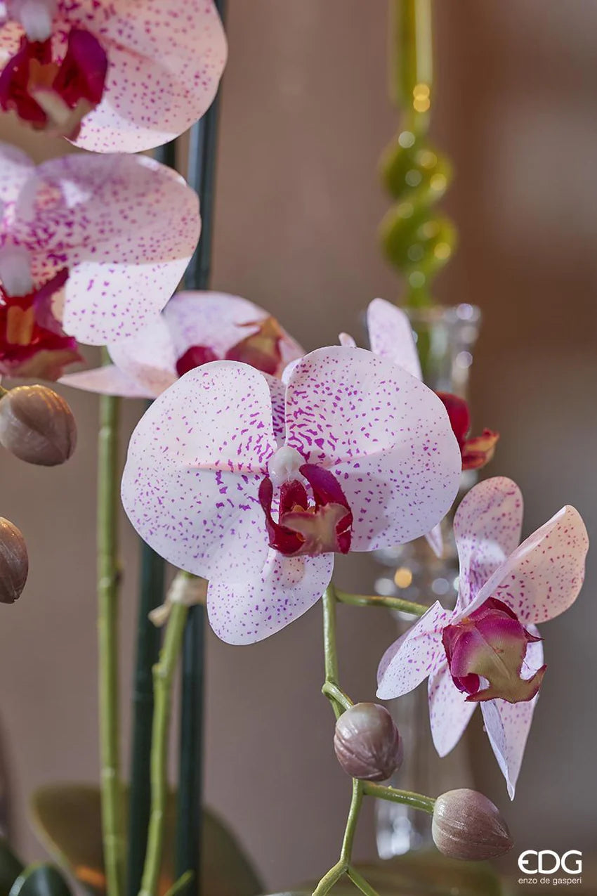 EDG Enzo De Gasperi Orchidea Phalaenopsis Real con Vaso H50 cm Rosa