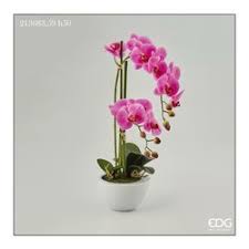 Edg Enzo de Gasperi Orchidea Phalaenopsis Real con Vaso H50 cm Fucsia