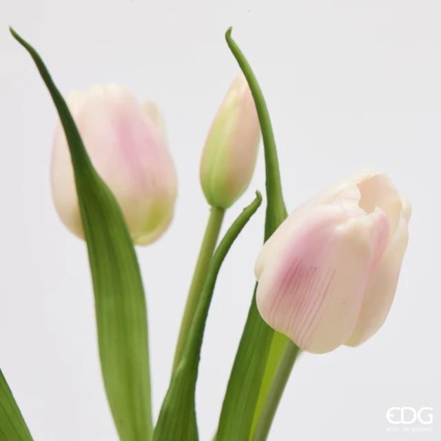 EDG Enzo De Gasperi Bouquet Tulipano Chiuso X4 H 40 Cm con Bocciolo Bianco Rosa