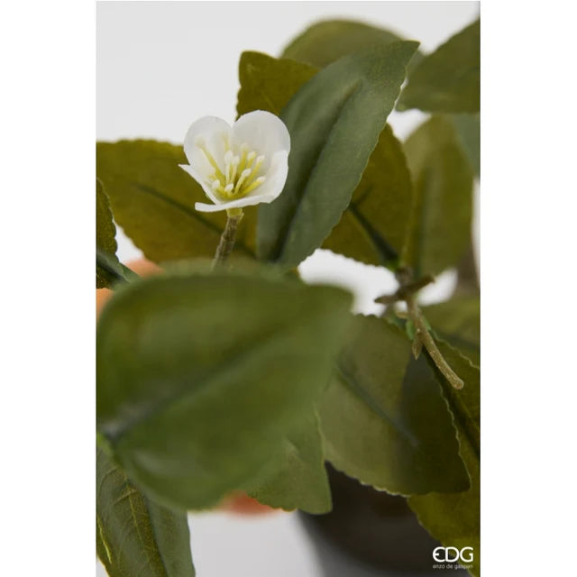 EDG Enzo De Gasperi Mandarini con Vaso e Foglie x6 Pianta Artificiale H 60 Cm