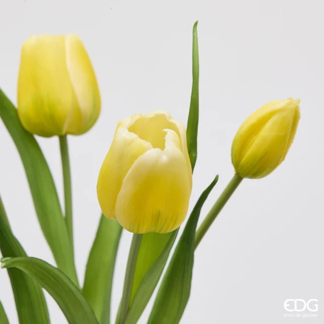 EDG Enzo De Gasperi Bouquet Tulipano Chiuso X4 H 40 Cm con Bocciolo Giallo