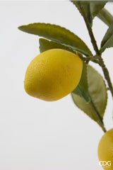EDG Enzo De Gasperi Limone con Vaso e Foglie x6 Pianta Artificiale H 60 Cm