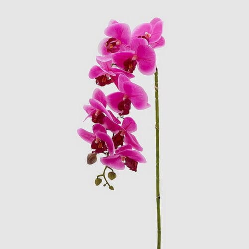 Edg Enzo de Gasperi Orchidea Phalaenopsis Real con Vaso H50 cm Fucsia